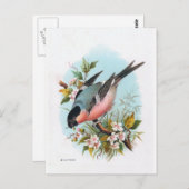 "The Bullfinch" Briefkaart (Voorkant / Achterkant)