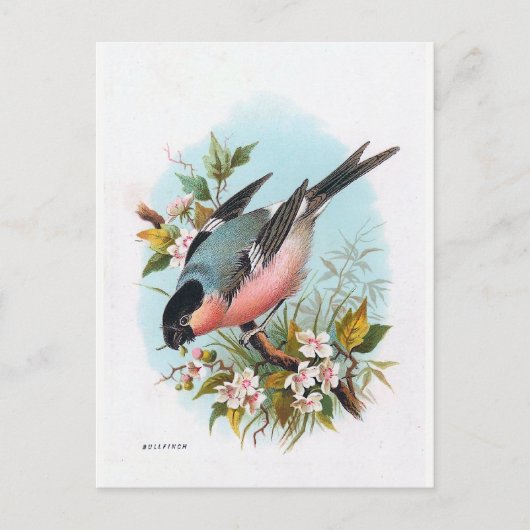 "The Bullfinch" Briefkaart (Voorkant)