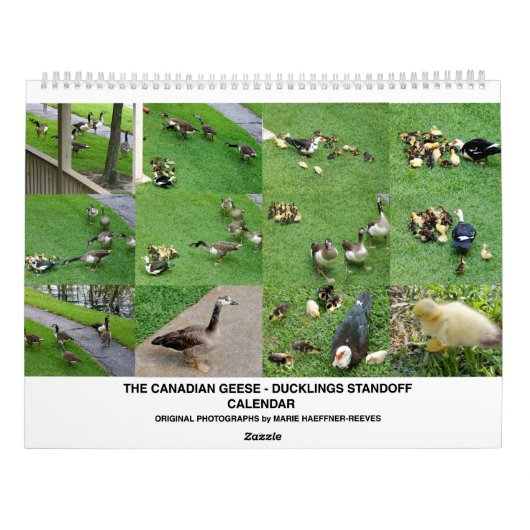 THE *CANADIAN GEESE* - *DUCKLINGS* STANDOFF 2026 KALENDER (Achterkant)