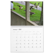 THE *CANADIAN GEESE* - *DUCKLINGS* STANDOFF 2026 KALENDER (Jan 2027)