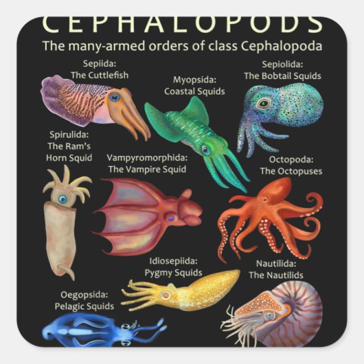The Cephalopod Octopus Squid Cuttlefish Vierkante Sticker (Voorkant)