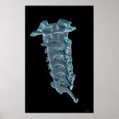 The Cervical Vertebrae Poster (Voorkant)