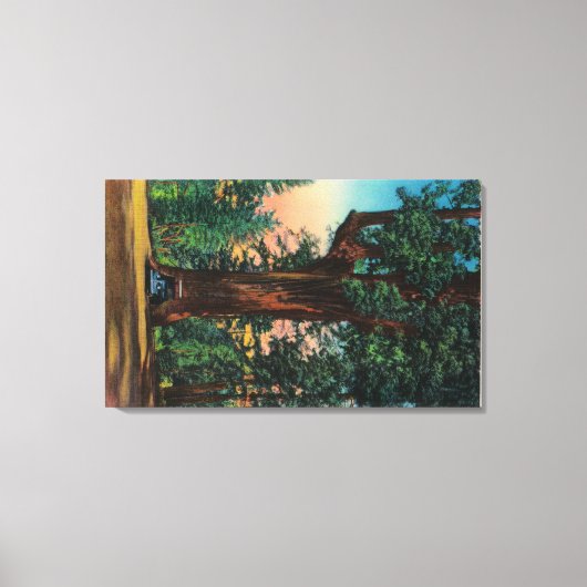 The Chandelier Tree, Underwood Park Canvas Afdruk (Voorkant)