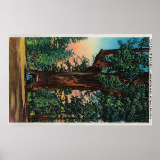 The Chandelier Tree, Underwood Park Poster (Voorkant)