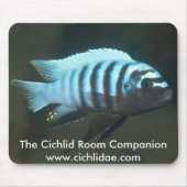 The Cichlid Room Companion - Metriaclima zebra Muismat (Voorkant)
