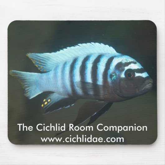 The Cichlid Room Companion - Metriaclima zebra Muismat (Voorkant)