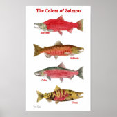 The Colors of Salmon Poster (Voorkant)