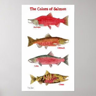 The Colors of Salmon Poster