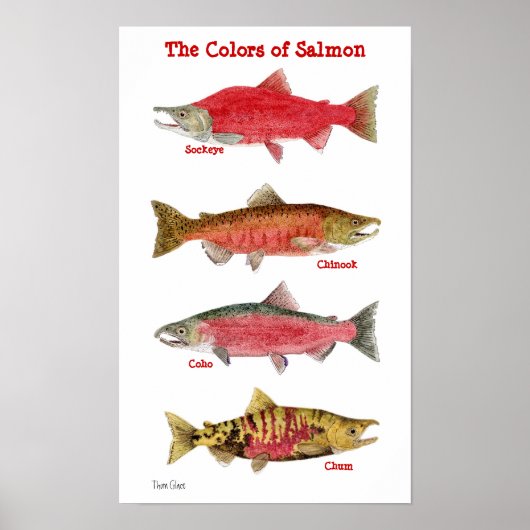 The Colors of Salmon Poster (Voorkant)