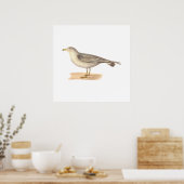 The Common American Gull (Larus zonorhyncus) Poster (Keuken)