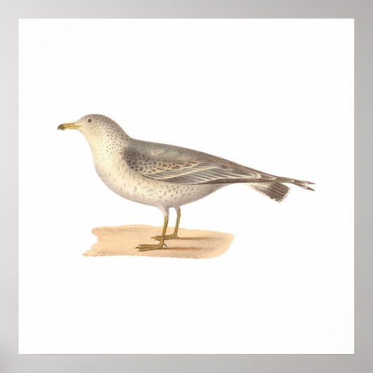The Common American Gull (Larus zonorhyncus) Poster (Voorkant)