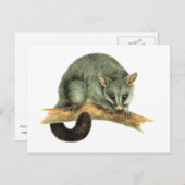 The Common Brushtailed Possum uit Australië Briefkaart (Voorkant / Achterkant)