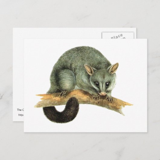 The Common Brushtailed Possum uit Australië Briefkaart (Voorkant / Achterkant)