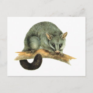 The Common Brushtailed Possum uit Australië Briefkaart