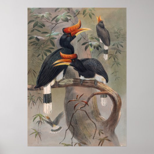 The Concave-Casqued Hornbill by Joseph Wolf Poster (Voorkant)
