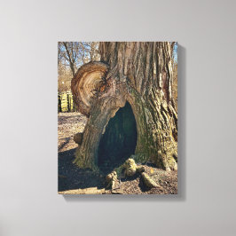 The Curious Hollow 11 x 14 Canvas Afdruk