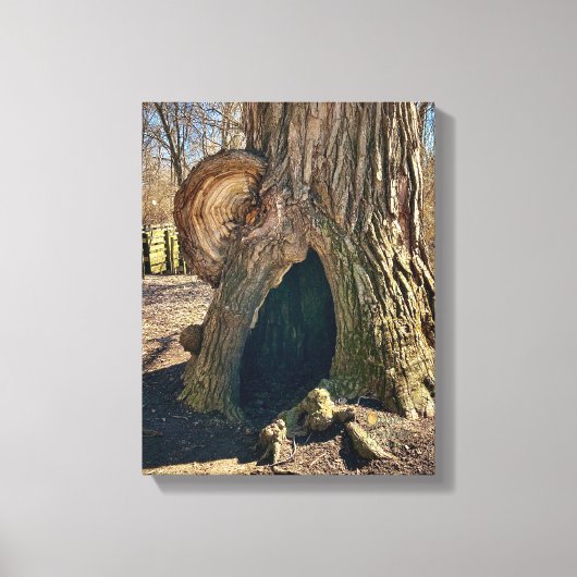 The Curious Hollow 11 x 14 Canvas Afdruk (Voorkant)