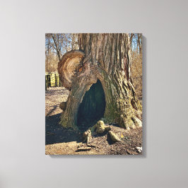 The Curious Hollow 16x20 Canvas Afdruk