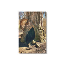 The Curious Hollow 20x30