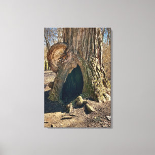 The Curious Hollow 20x30 Canvas Afdruk
