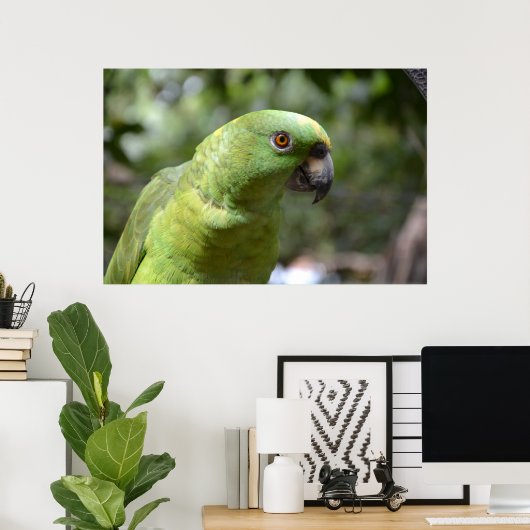 The Curious Parrot Poster (Thuiskantoor)