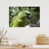 The Curious Parrot Poster (Keuken)