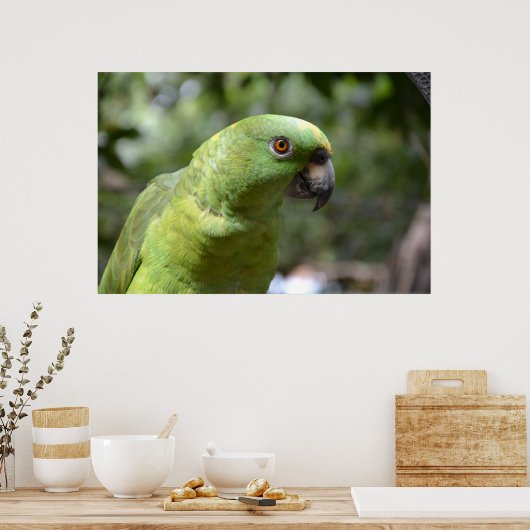 The Curious Parrot Poster (Keuken)