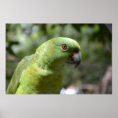 The Curious Parrot Poster (Voorkant)