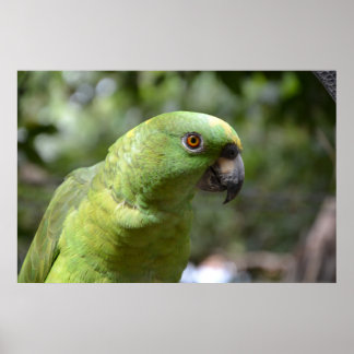 The Curious Parrot Poster