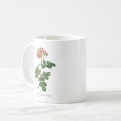 The Dawn's Blush: Rosa damascena 'Aurora' Mok (Voorkant links)