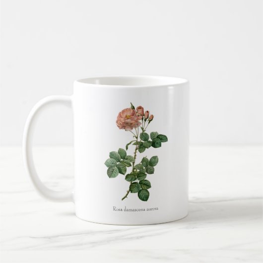 The Dawn's Blush: Rosa damascena 'Aurora' Mok (Links)
