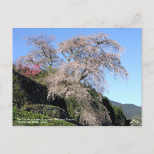 The droop cherry blossom "Matabei Zakura" Briefkaart