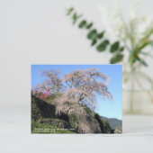 The droop cherry blossom "Matabei Zakura" Briefkaart (Staand voorkant)