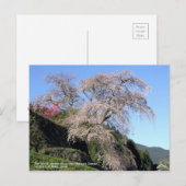 The droop cherry blossom "Matabei Zakura" Briefkaart (Voorkant / Achterkant)