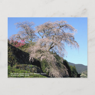 The droop cherry blossom "Matabei Zakura" Briefkaart
