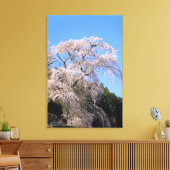 The droop cherry blossom "Matabei Zakura" Canvas Afdruk (Insitu (Woonkamer))