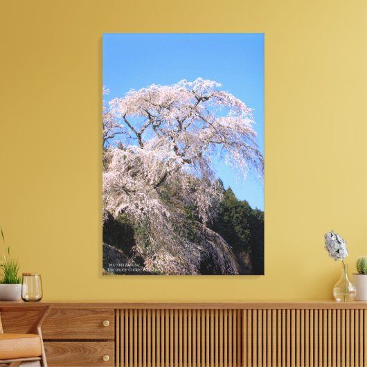 The droop cherry blossom "Matabei Zakura" Canvas Afdruk (Insitu (Woonkamer))