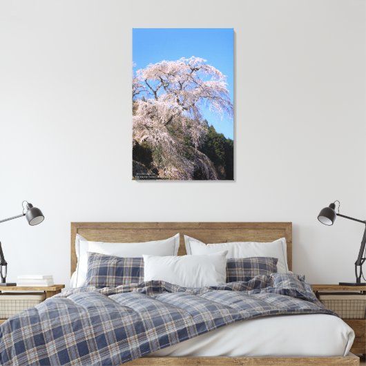 The droop cherry blossom "Matabei Zakura" Canvas Afdruk (Insitu (Slaapkamer))