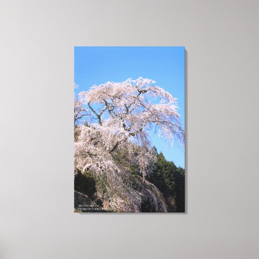 The droop cherry blossom "Matabei Zakura" Canvas Afdruk (Voorkant)