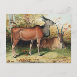 The Eland by Joseph Wolf Briefkaart