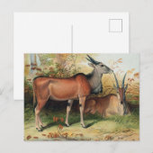 The Eland by Joseph Wolf Briefkaart (Voorkant / Achterkant)