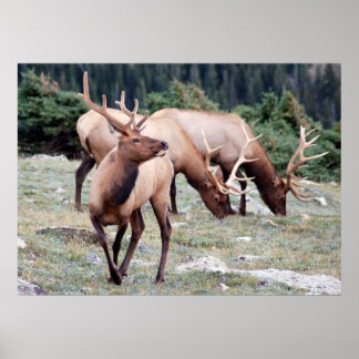 The Elks Club Poster