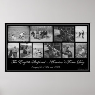 The English Shepherd - America's Boerderij Dog Poster
