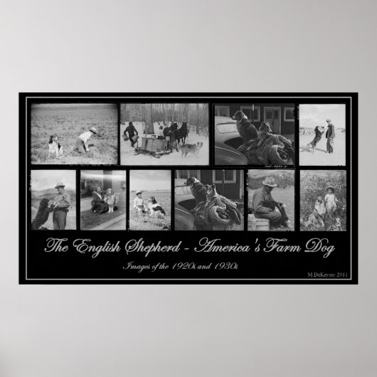 The English Shepherd - America's Boerderij Dog Poster (Voorkant)
