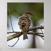 The Fly Catcher Poster (Voorkant)