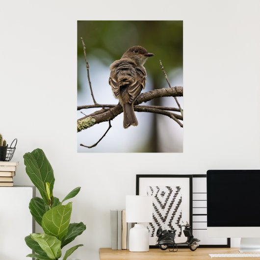 The Fly Catcher Poster (Thuiskantoor)