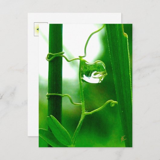 The Fool, Tarot in Nature Meditation Briefkaart (Voorkant / Achterkant)