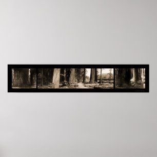 The Giant Redwood Foto 1912 Poster