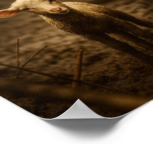 The Good Shepherd and the Lost Lamb – Jesus & Lamb Poster (Hoek)
