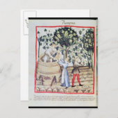 The Grape Harvest, 13e eeuw Briefkaart (Voorkant / Achterkant)